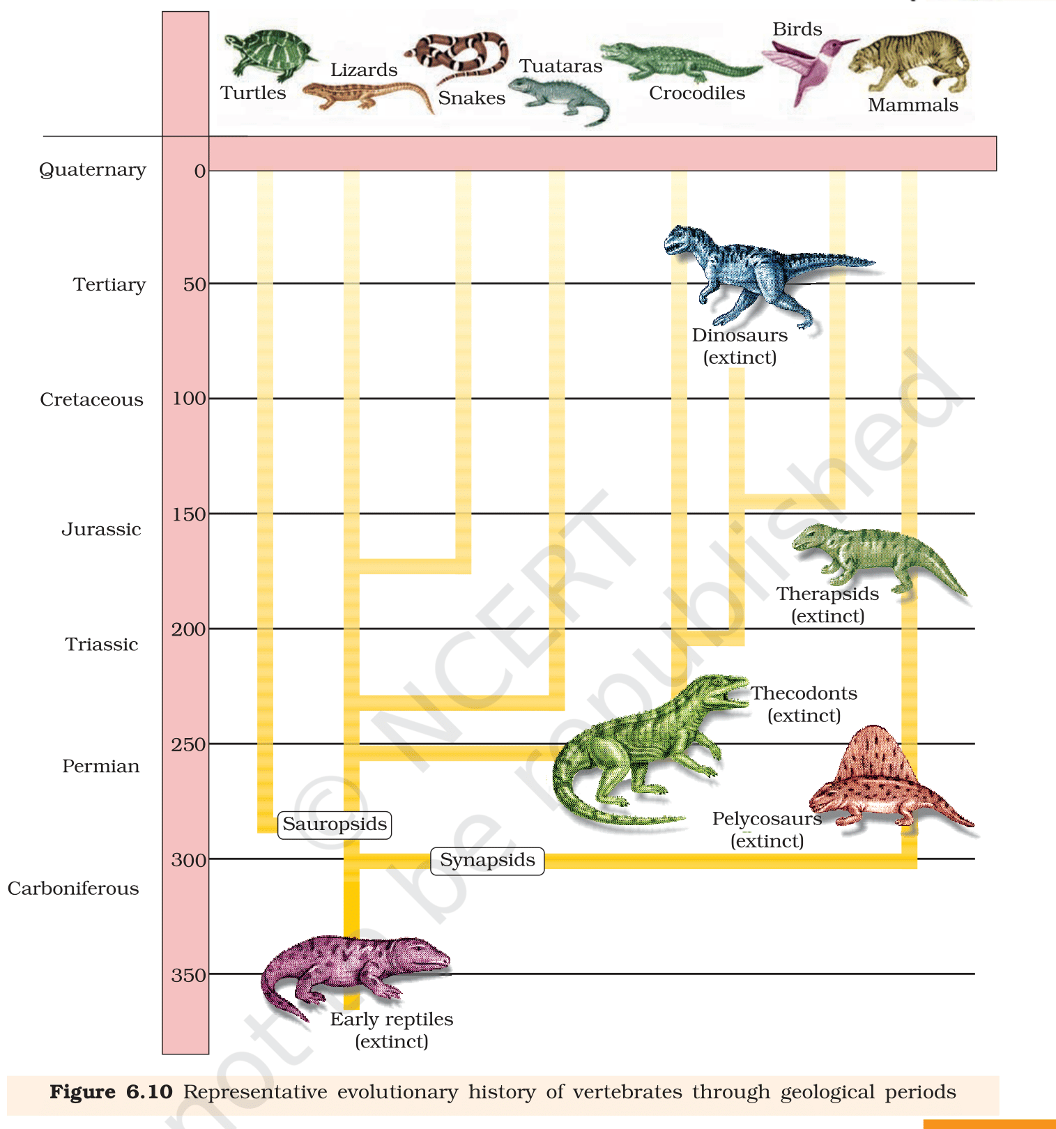 Fig. 6.10, NCERT Class 12 Biology,
Chapter 6 – evolutionary history of vertebrates across geological
periods. Use this as the backbone for matching modern animals to
ancestral fossils.