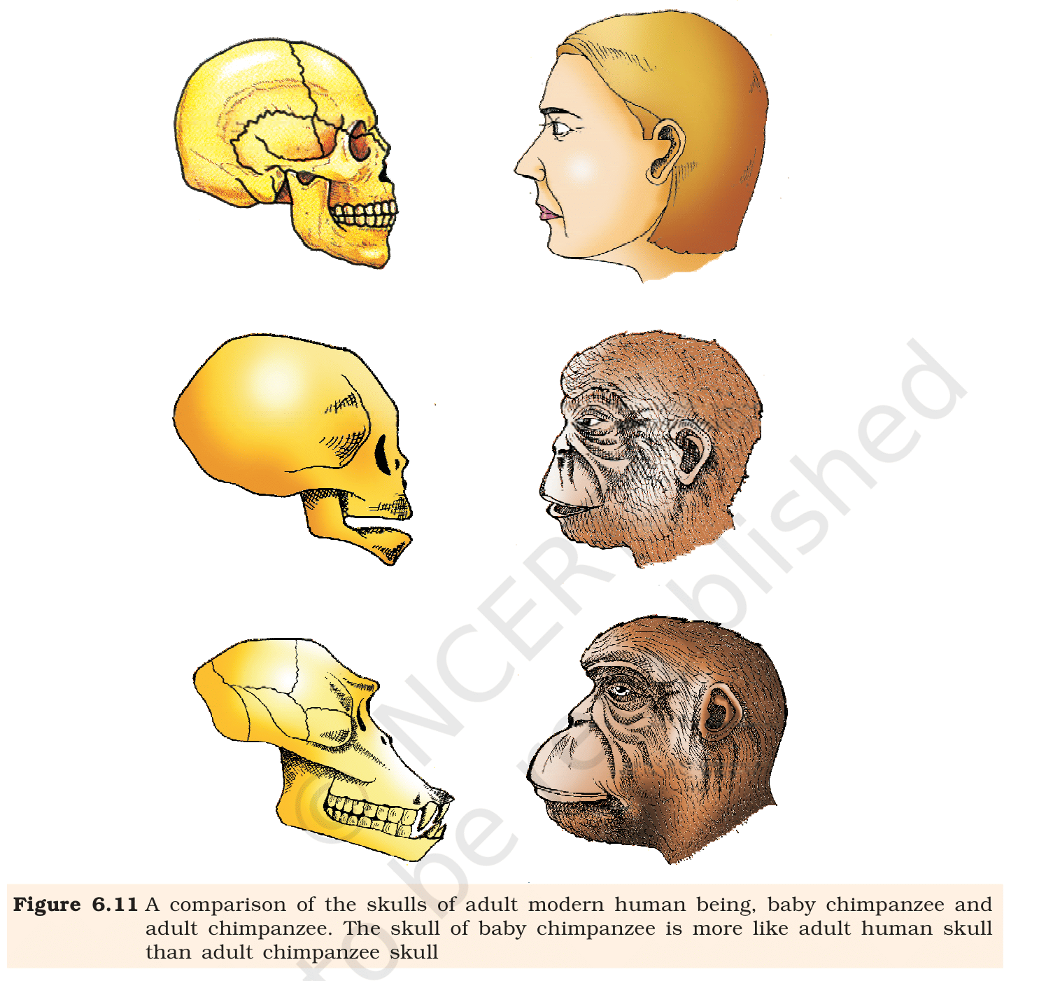 Fig. 6.11, NCERT Class 12 Biology,
Chapter 6 – comparison of the skulls of adult modern human, baby
chimpanzee, and adult chimpanzee. Note the rounded vault and reduced
brow ridge of the human skull.