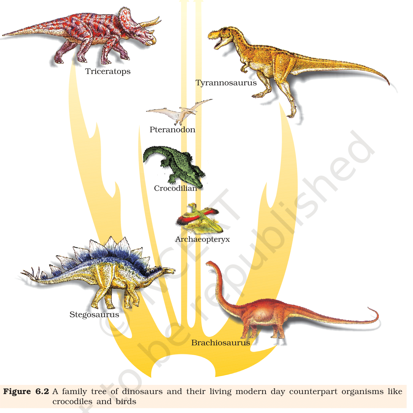 Fig. 6.2, NCERT Class 12 Biology,
Chapter 6 – extinct organisms (dinosaurs) and their modern-day
counterparts (crocodiles and birds). A standard fossil-to-living
comparison.