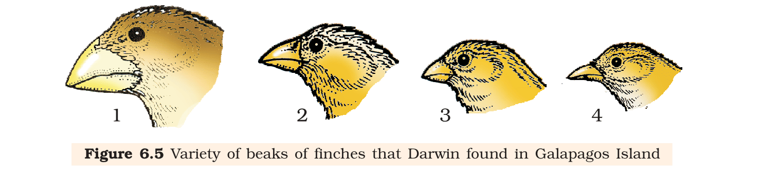 Fig. 6.5, NCERT Class 12 Biology,
Chapter 6 – Darwin's finches: four of the thirteen beak shapes that
evolved from one ancestral seed-eating finch on the Gal'apagos
Islands.
