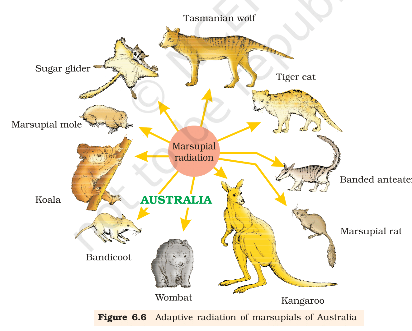 Fig. 6.6, NCERT Class 12 Biology,
Chapter 6 – Australian marsupials. The single ancestral marsupial
gave rise to forms occupying every major niche, from kangaroo
(grazer) to Tasmanian wolf (carnivore) to marsupial mole (burrower).