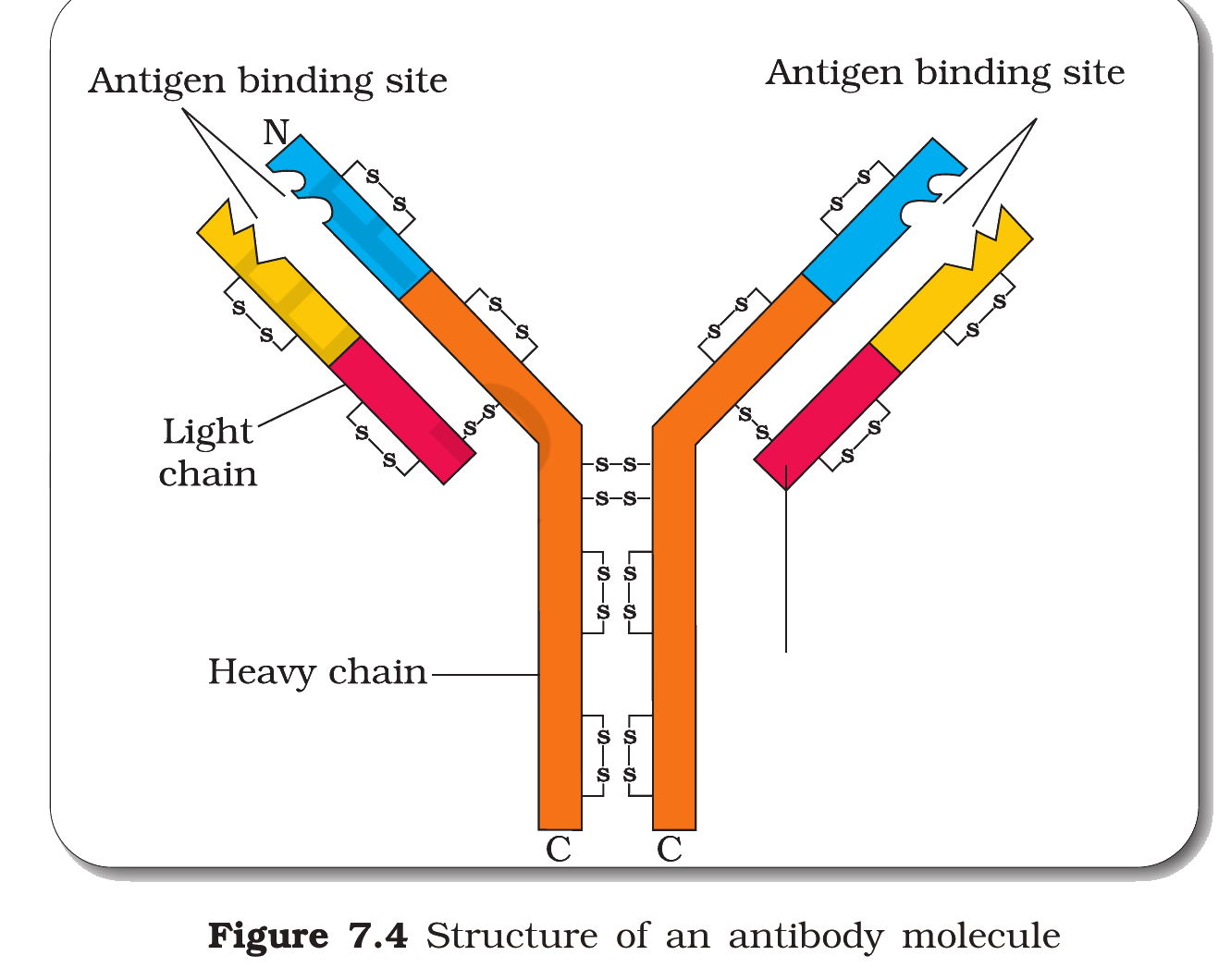 Fig. 7.4, NCERT Class 12 Biology,
Chapter 7 (Human Health and Disease): structure of an antibody
molecule, showing the two heavy chains, two light chains, the
disulphide bonds and the two antigen-binding sites.