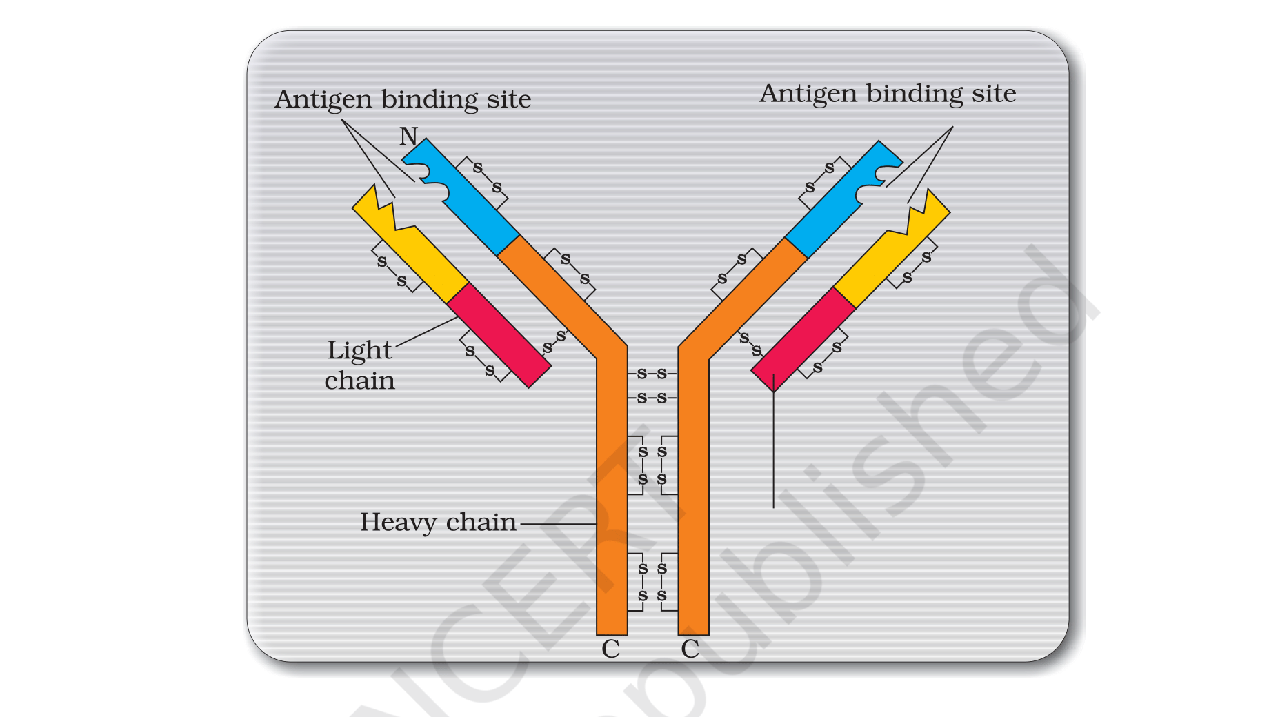 Fig. 8.1 (NCERT Exemplar Class 12 Biology Chapter 8): antibody molecule with two heavy chains, two light chains, two antigen-binding sites and inter-chain disulphide bridges.