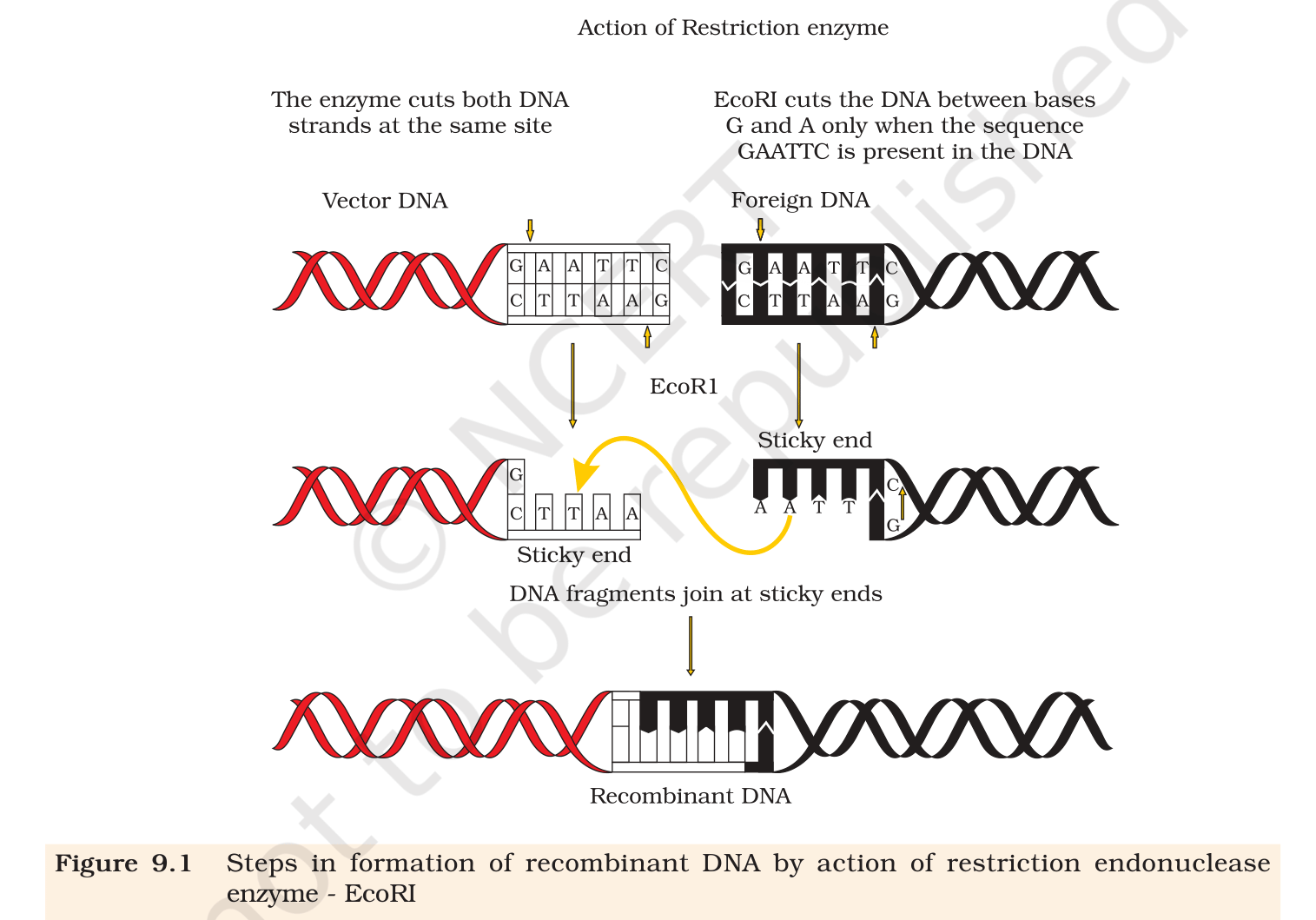 Fig. 9.1, NCERT Class 12 Biology, Chapter 9. Action of restriction enzyme <em>EcoRI