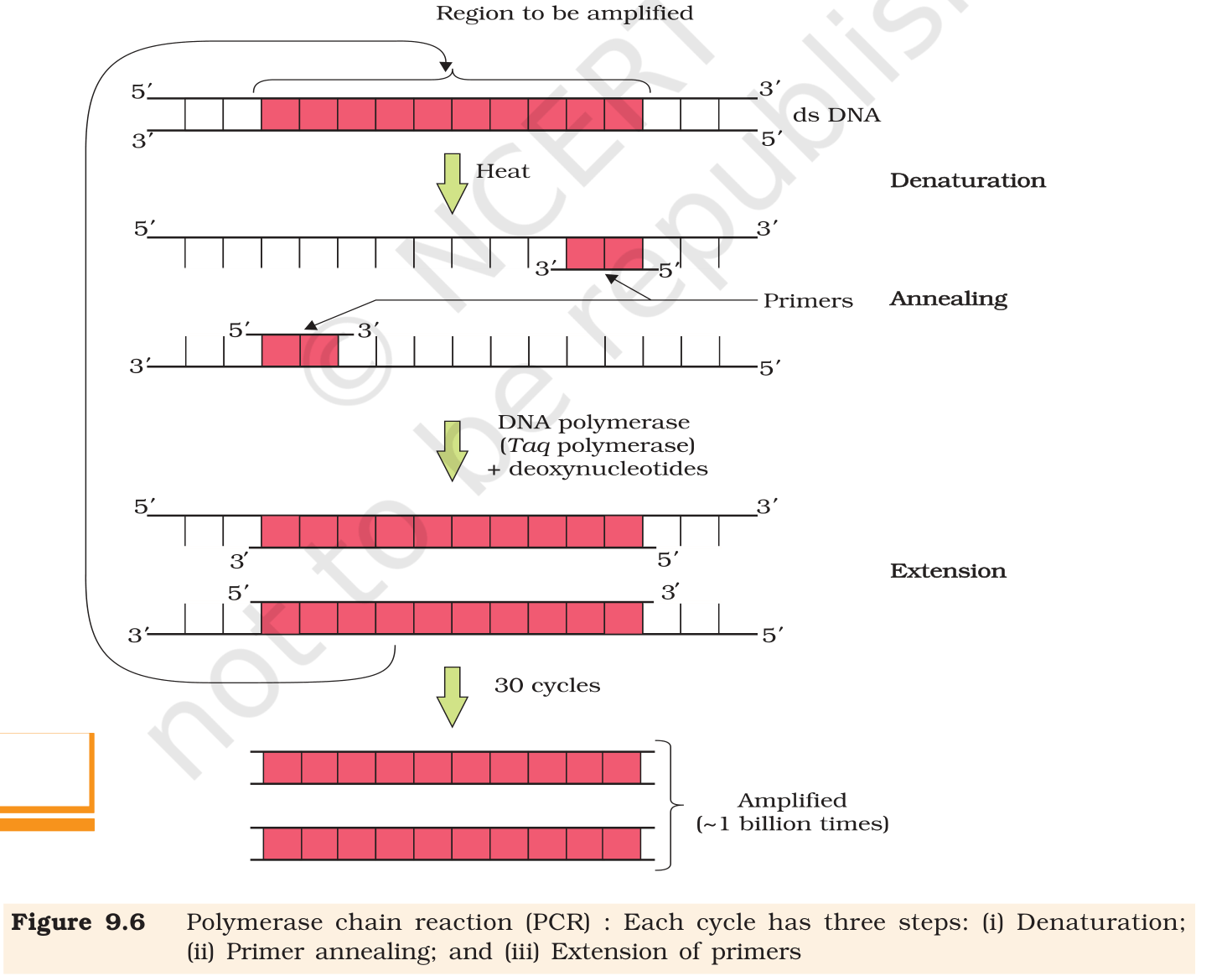 Fig. 9.6, NCERT Class 12 Biology, Chapter 9. PCR cycle: denaturation, annealing of primers, and extension by <em>Taq