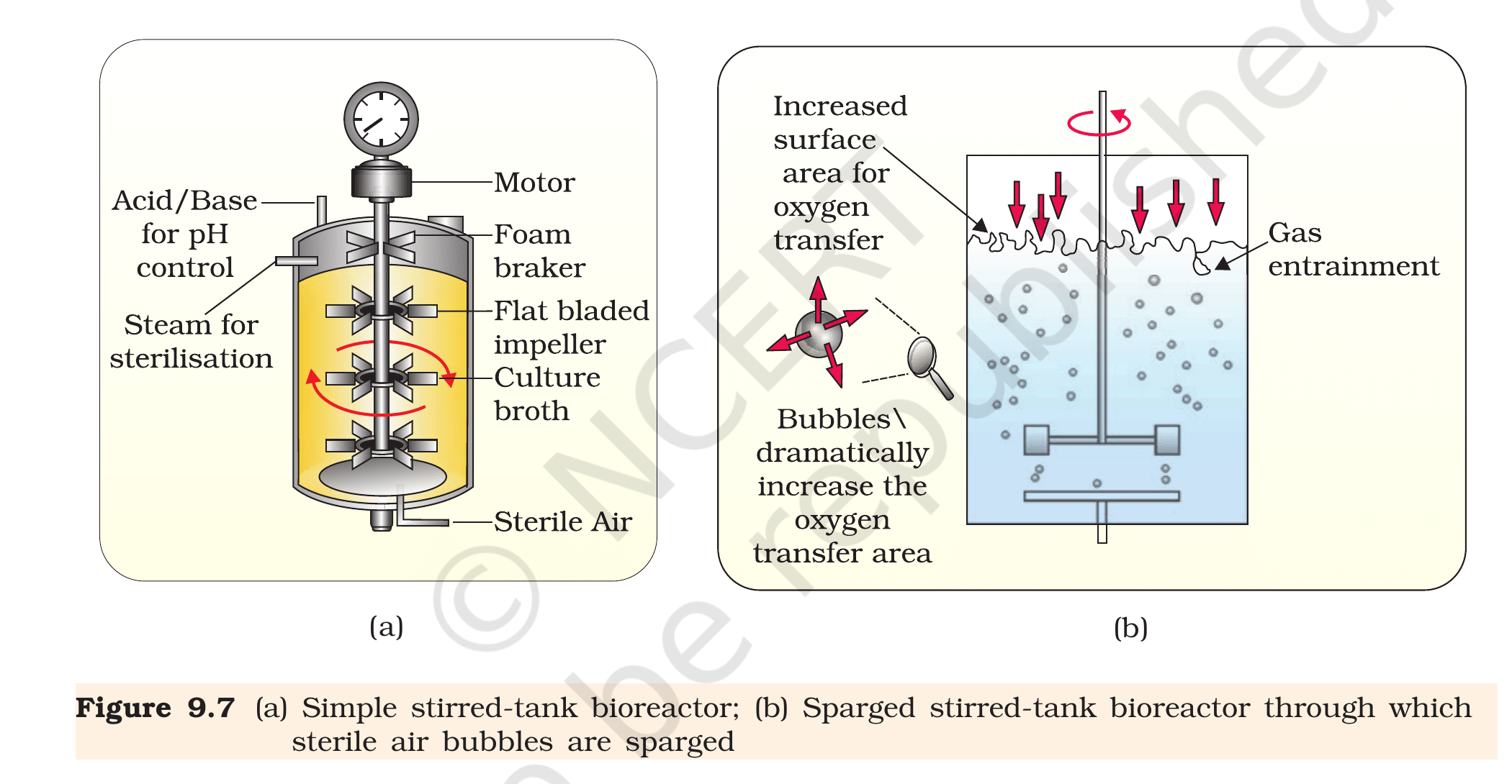 Fig. 9.7, NCERT Class 12 Biology, Chapter 9. (a)&nbsp;Simple stirred-tank bioreactor showing motor, foam breaker, flat-bladed impellers, pH control, and sterile-air inlet. (b)&nbsp;Sparged stirred-tank bioreactor in which sterile-air bubbles dramatically increase the oxygen-transfer area.