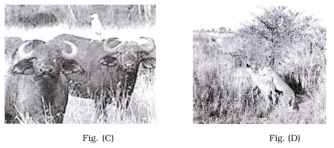 Fig. (C) Cattle with cattle egret; Fig. (D) Cheetah hunting in tall grass. NCERT Exemplar Class 12 Biology, Chapter 13.
