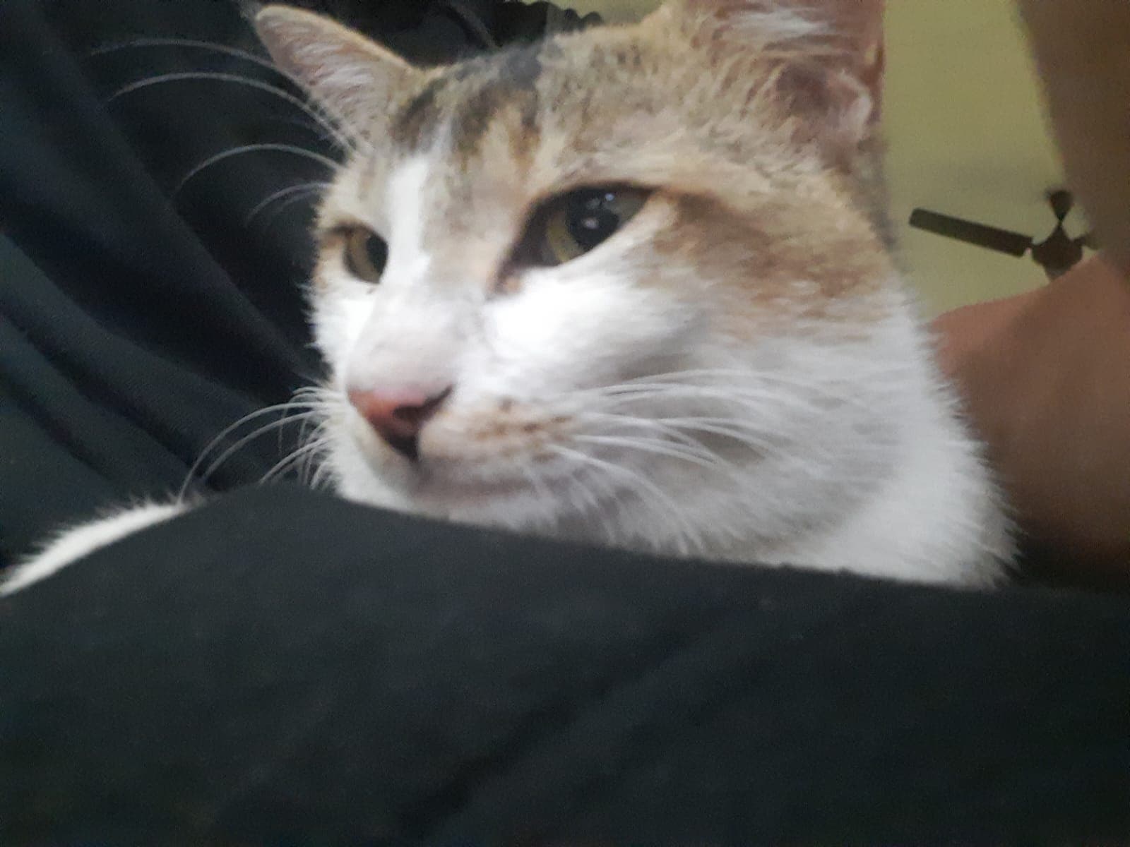 Himalayan Pharmacy Institute East Sikkim General photo (17) by Prince Kumar Singh