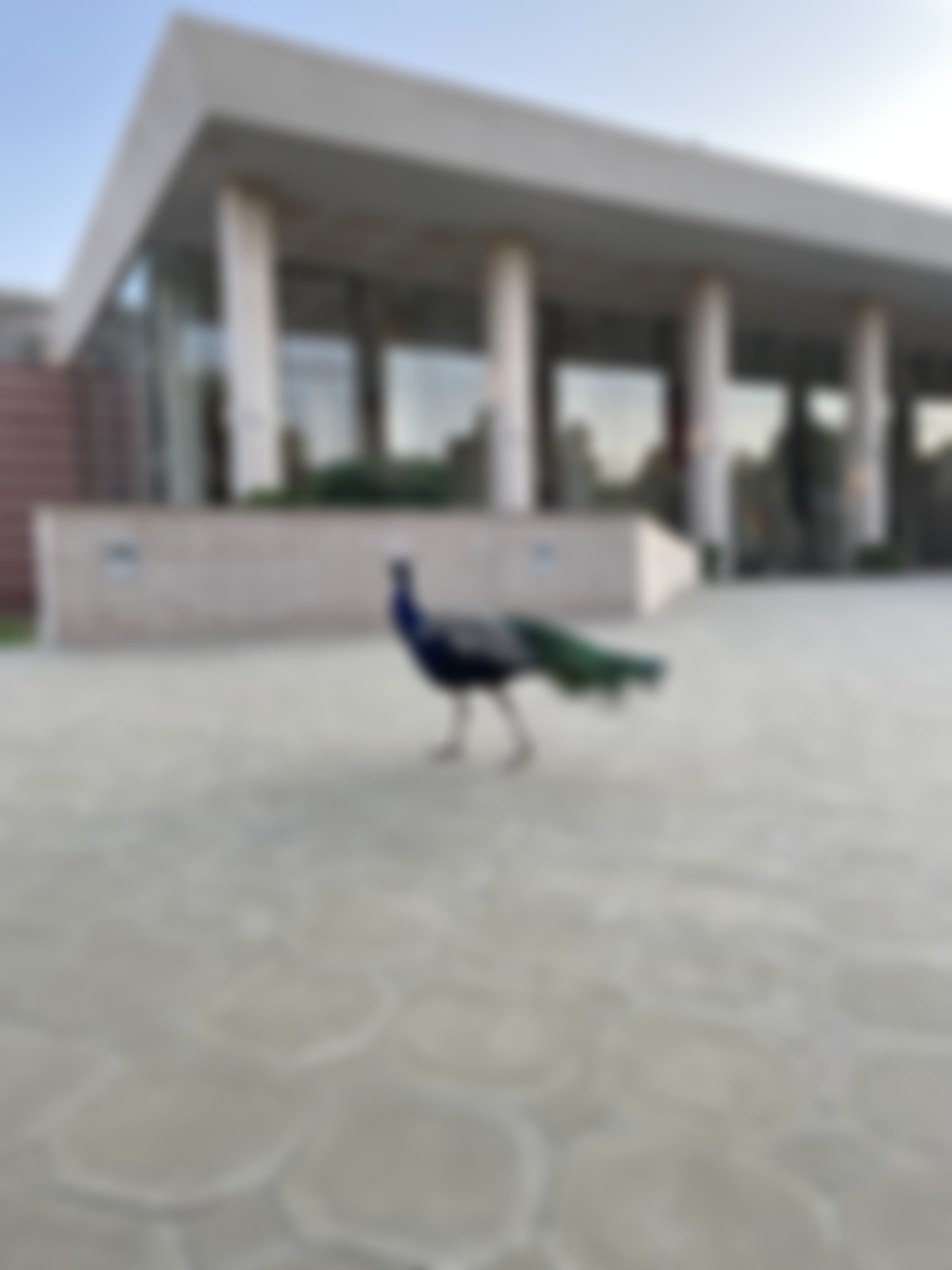 Mody University Sikar Events photo (6) by Palak