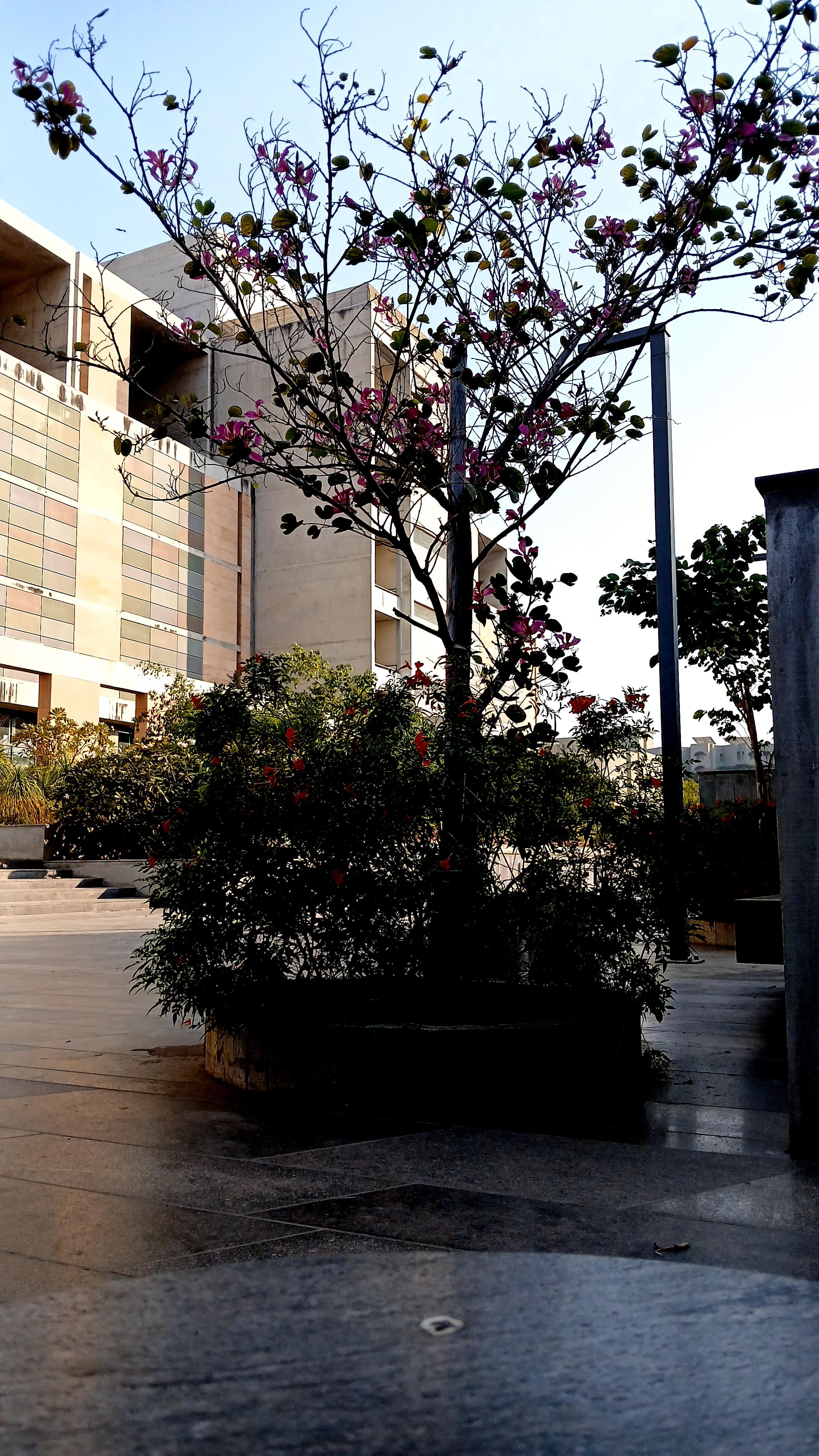 Nirma University Ahmedabad Infrastructure & Academic Building photo 5