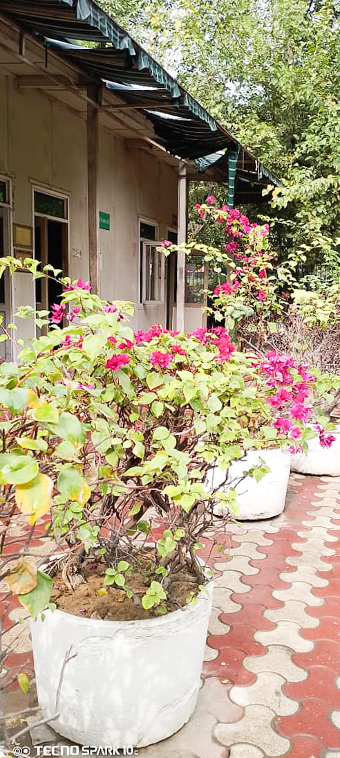 Zakir Husain Delhi College Campus photo (11) by Lamia Azhar