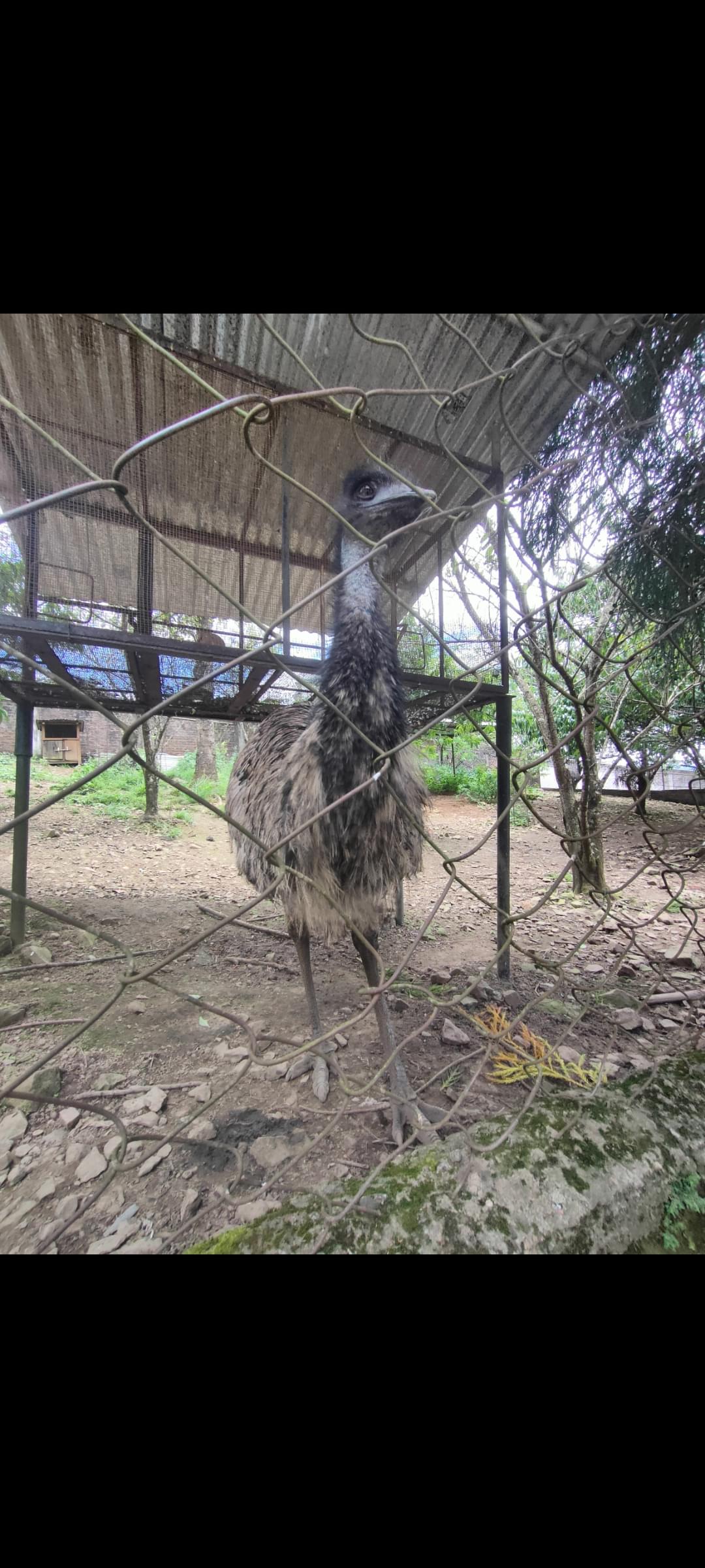 St Joseph's College Kohima Campus photo (11) by Pinoto N Chishi