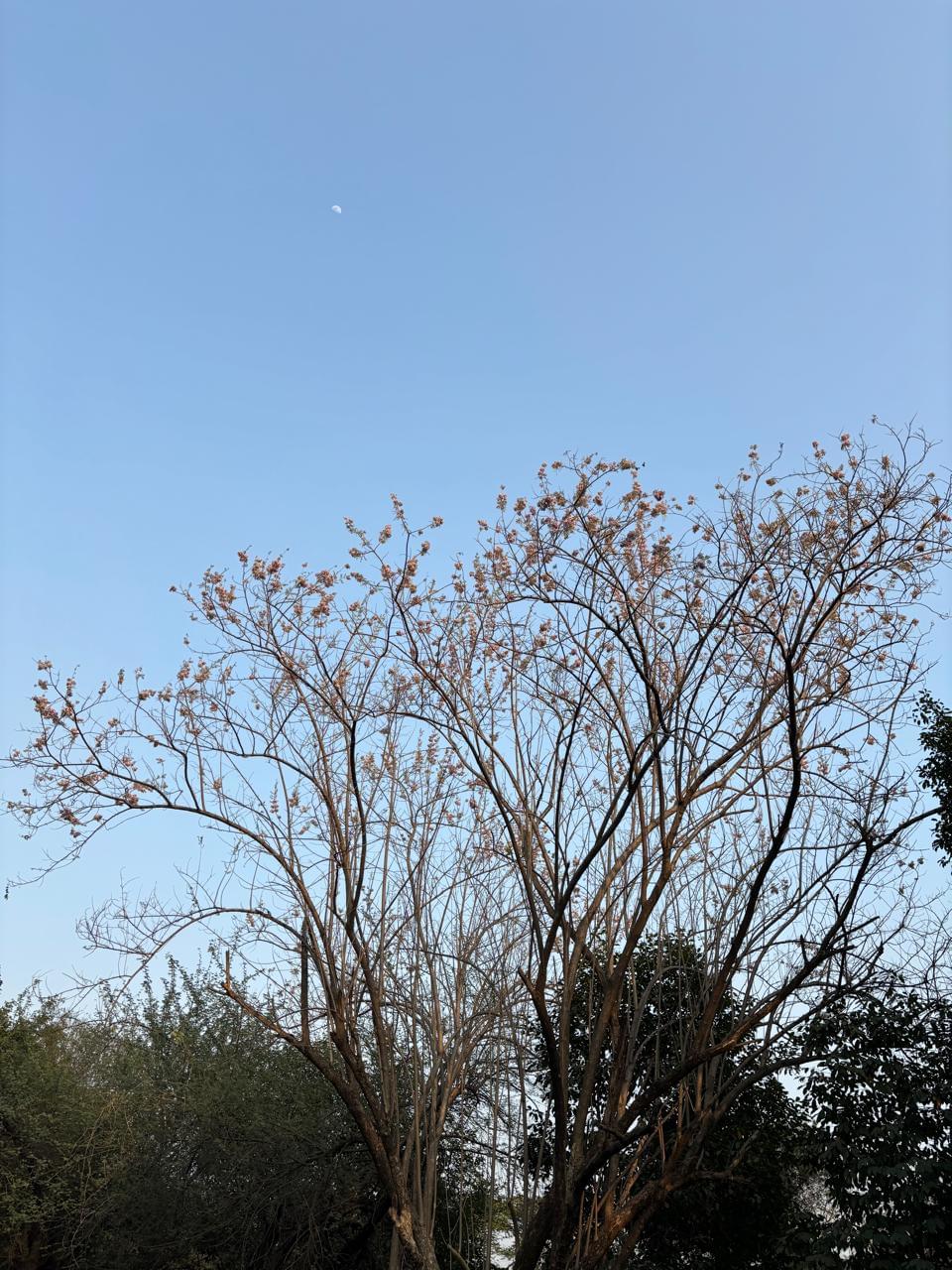 VNIT Nagpur Campus photo (19) by shreya shree