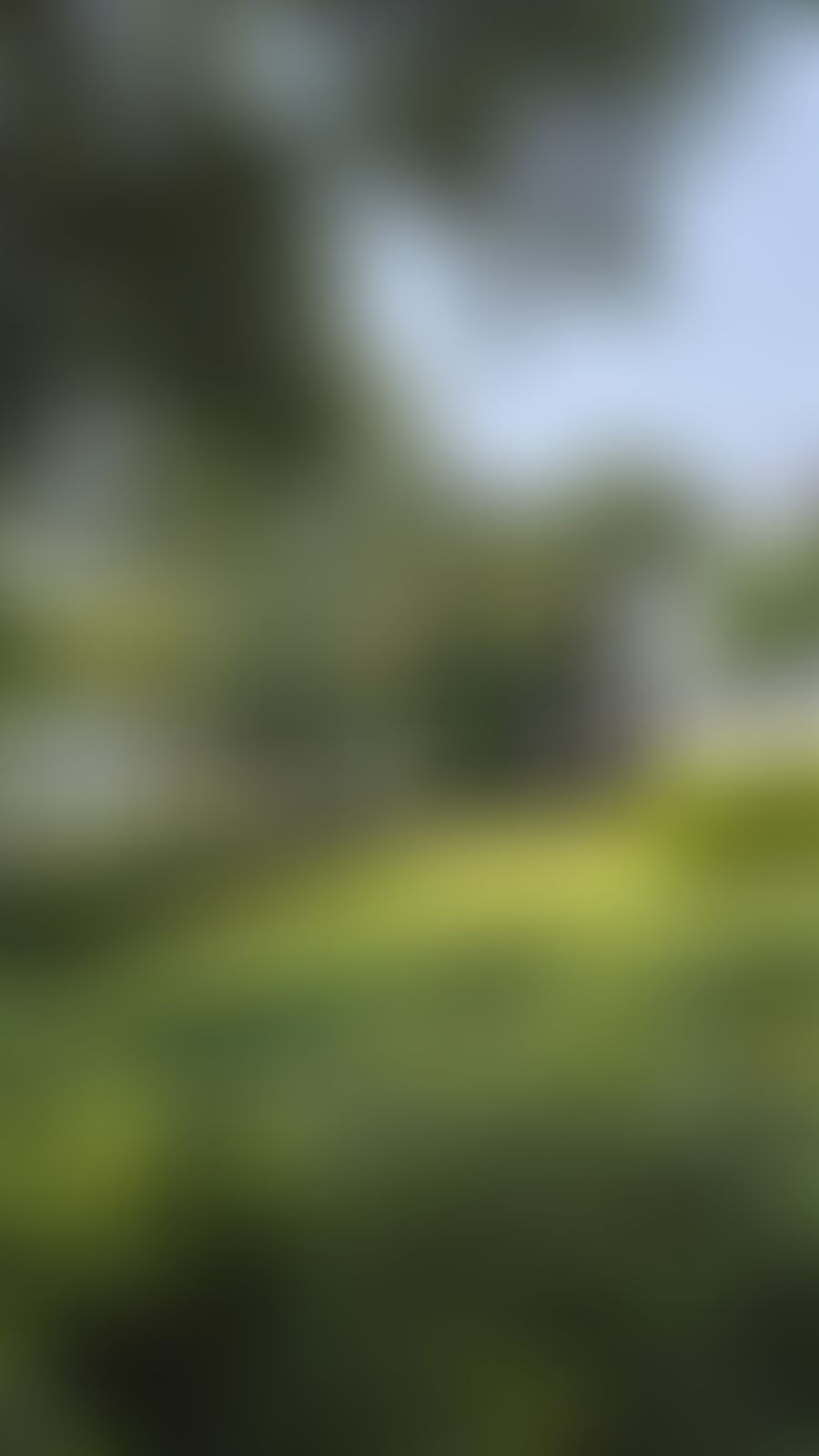 Shaheed Sukhdev College of Business Studies Campus photo (11) by NRIPIKA SAXENA