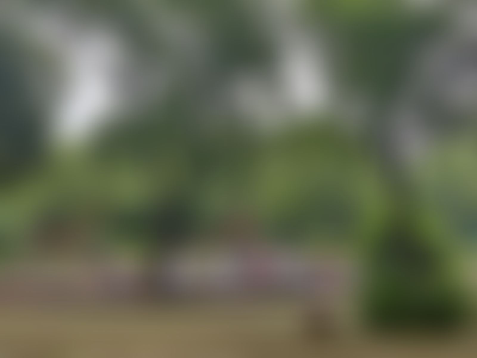 Jesus and Mary College Campus photo (17) by MEENAL KUMARI
