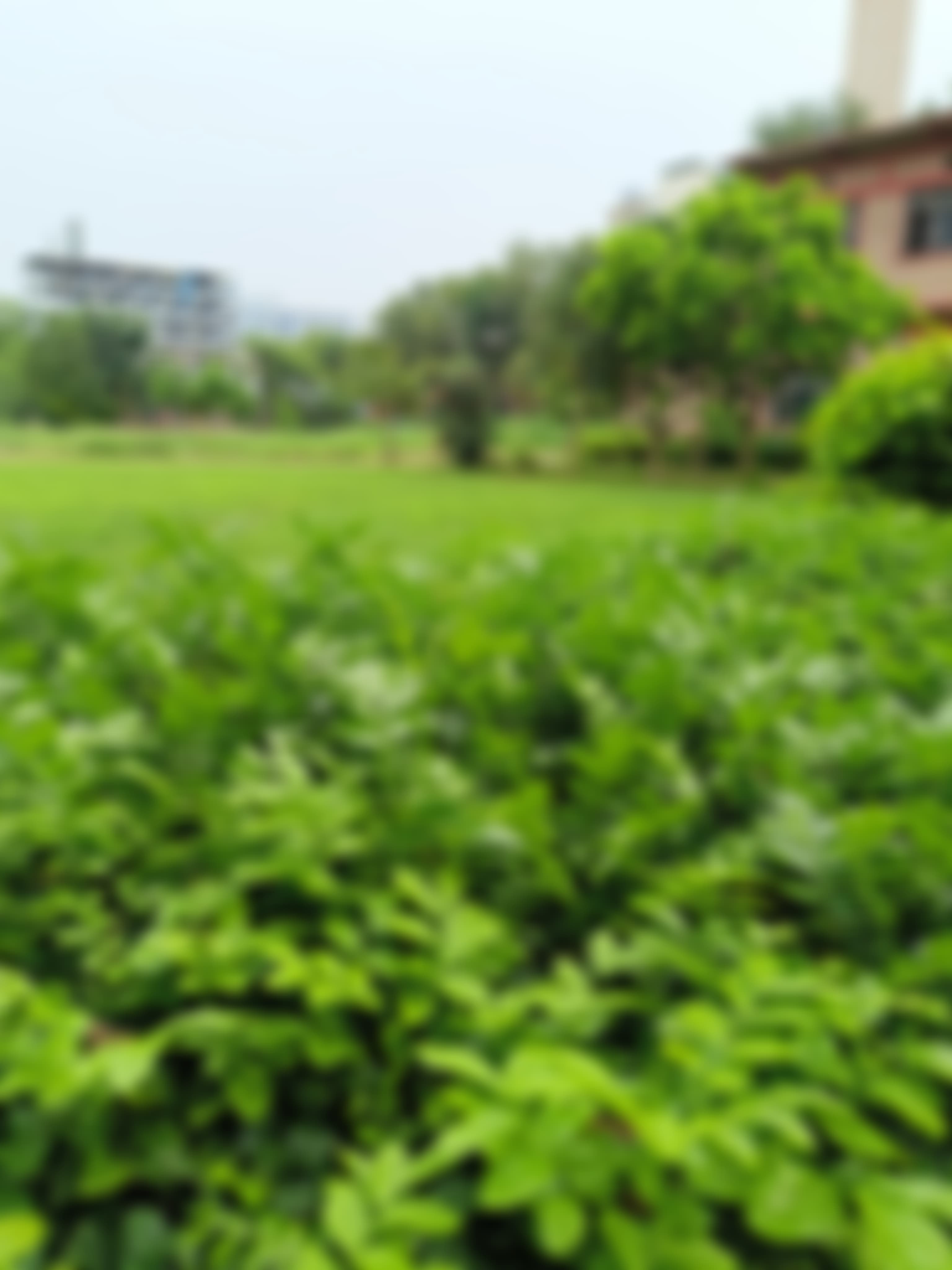 Dyal Singh College Campus photo (13) by Tanisha Raghav