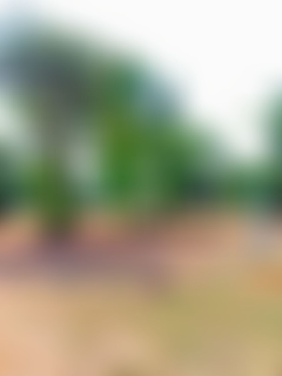 Camellia Institute of Engineering and Technology Bardhaman General photo (11) by Ishwer kumar