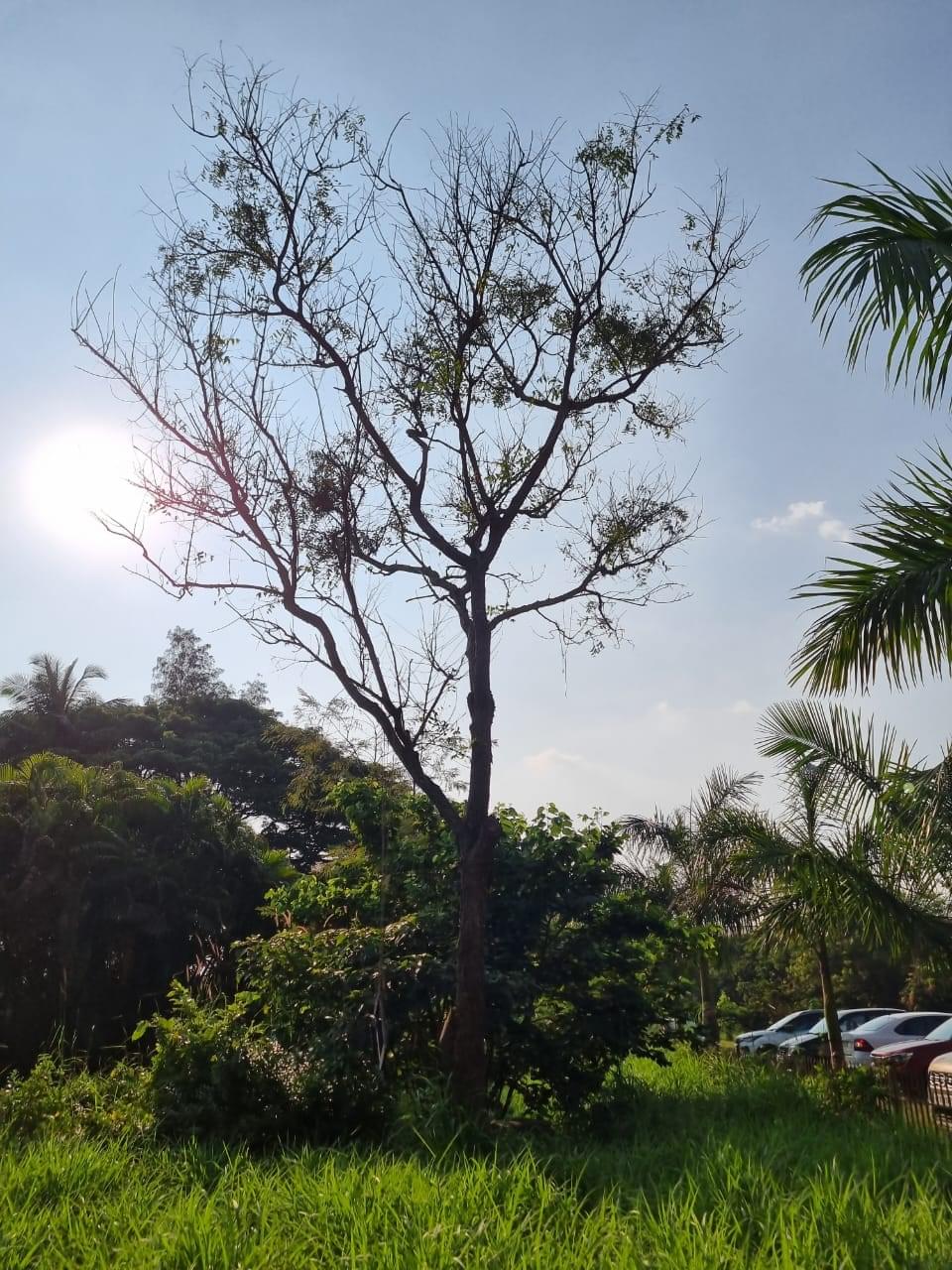 NSS College of Engineering Palakkad General photo (6) by Rajeeb