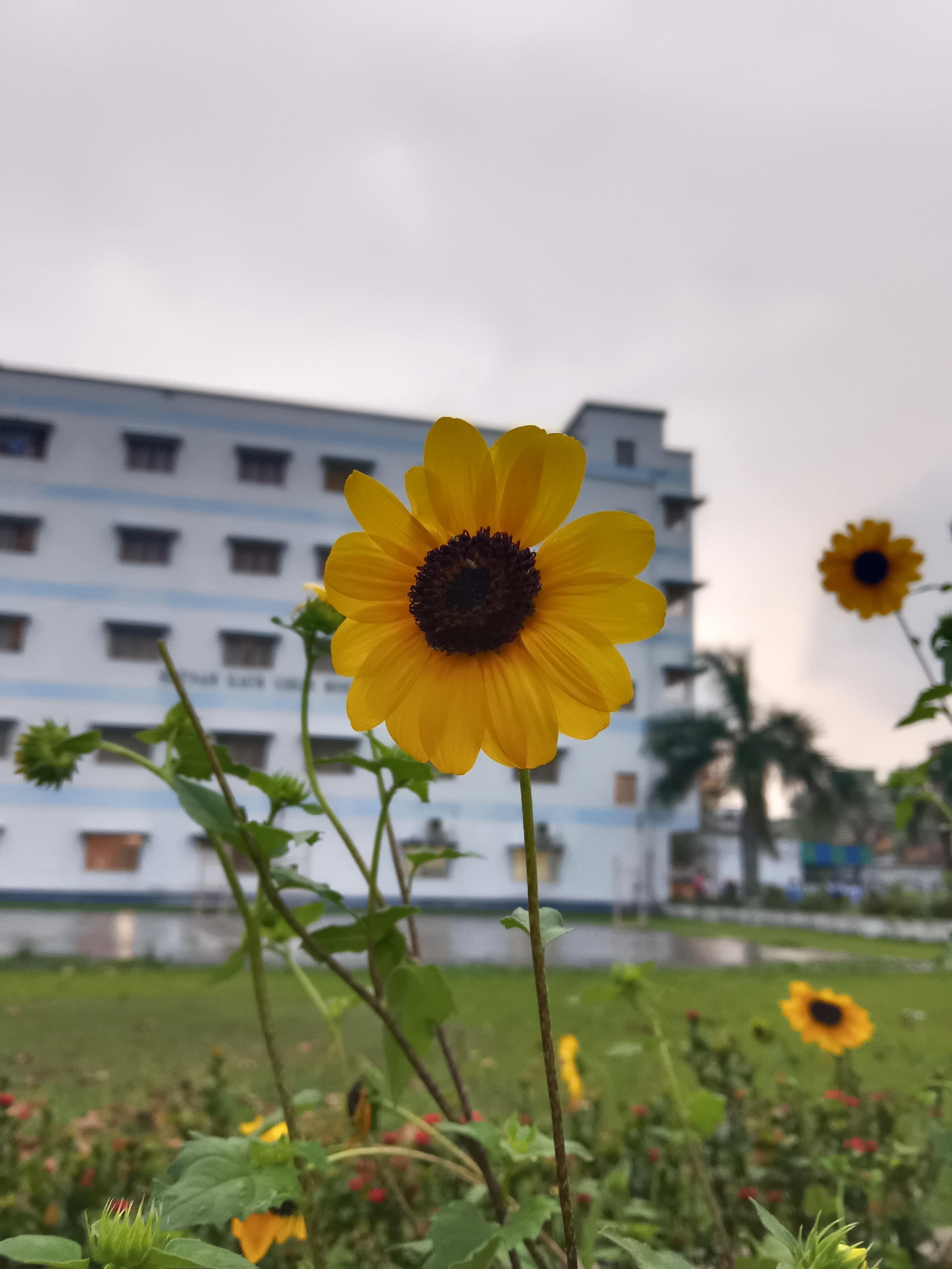 JIS University Campus photo (18) by Rohit Adhikary