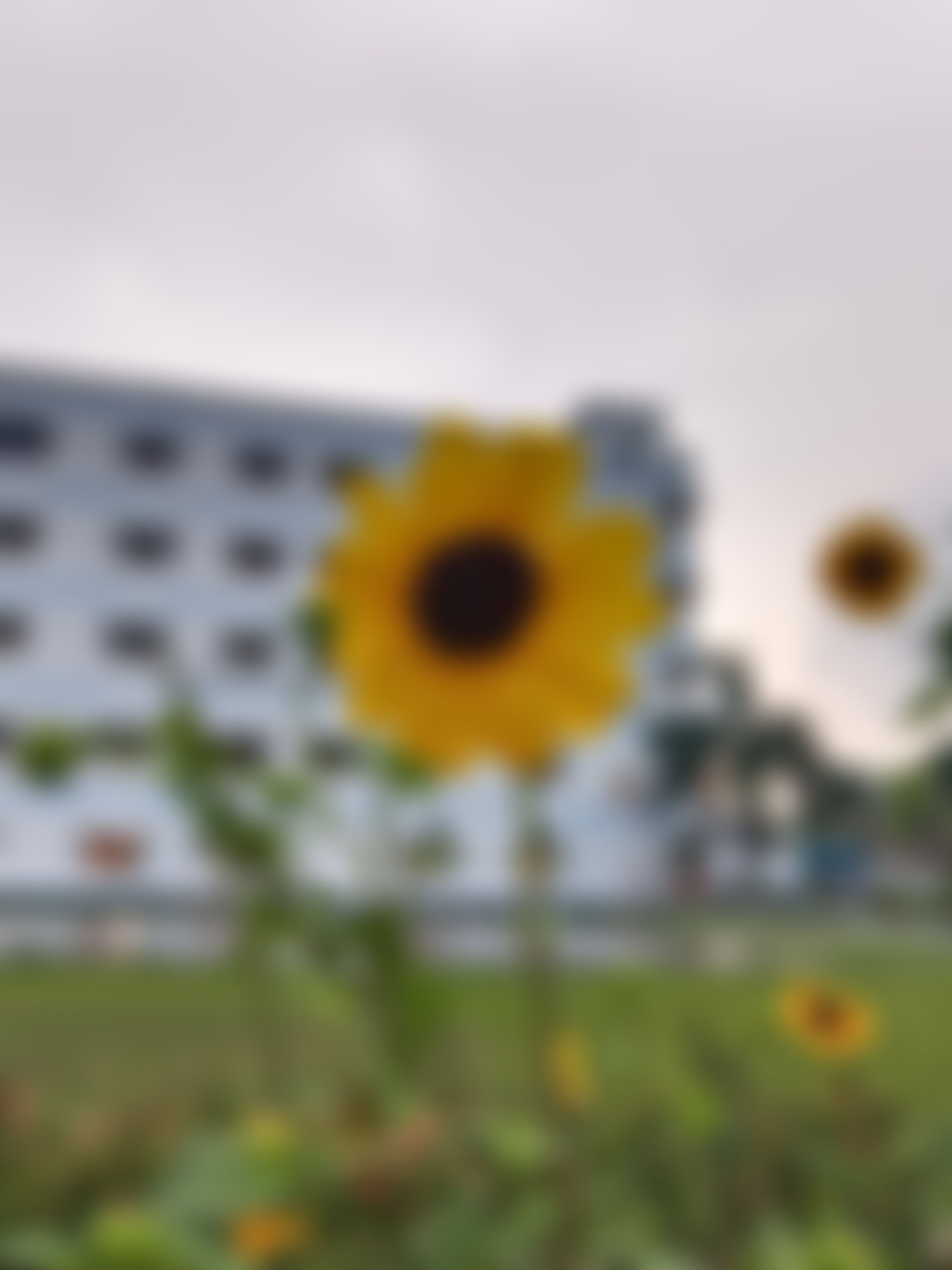 JIS University Campus photo (16) by Rohit Adhikary