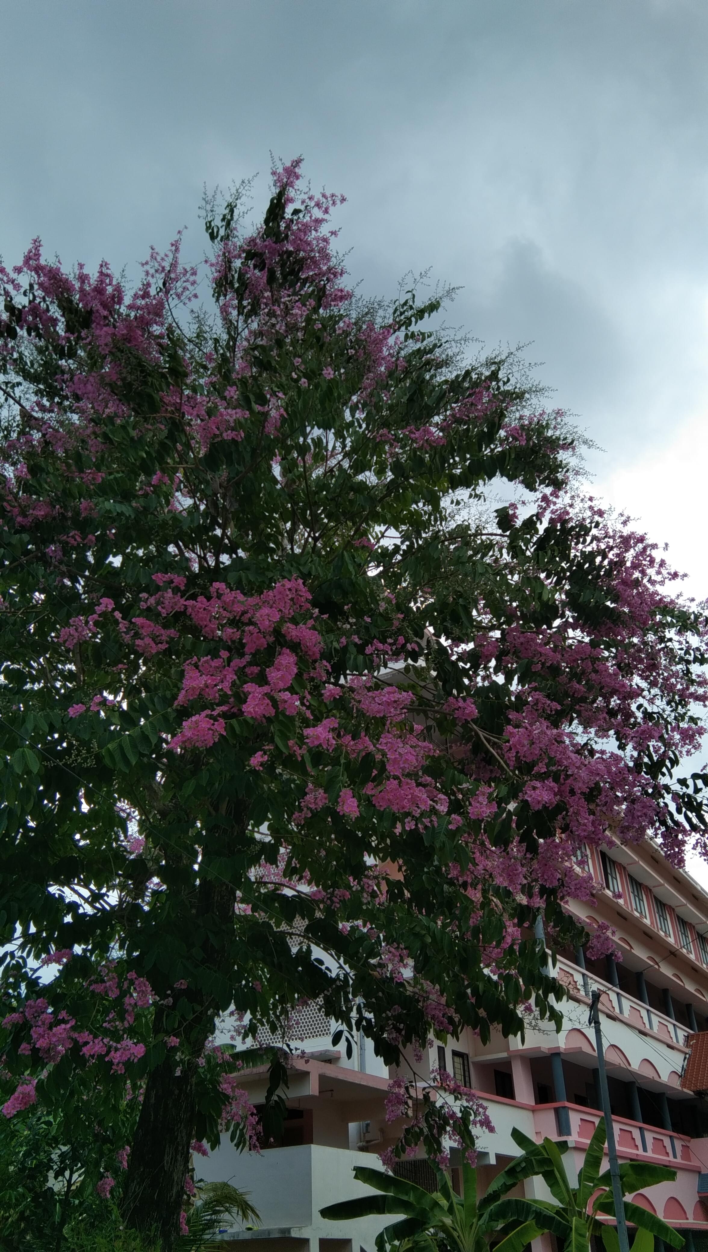 Mar Ivanios College Thiruvananthapuram General photo (11) by FATHIMA NISA