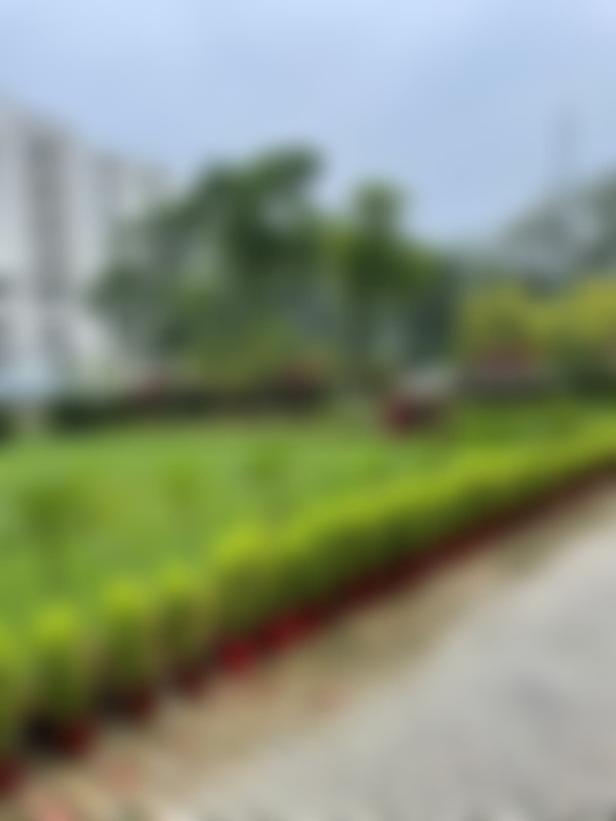 Era University Lucknow Campus photo (9) by Rasheena Safipuri