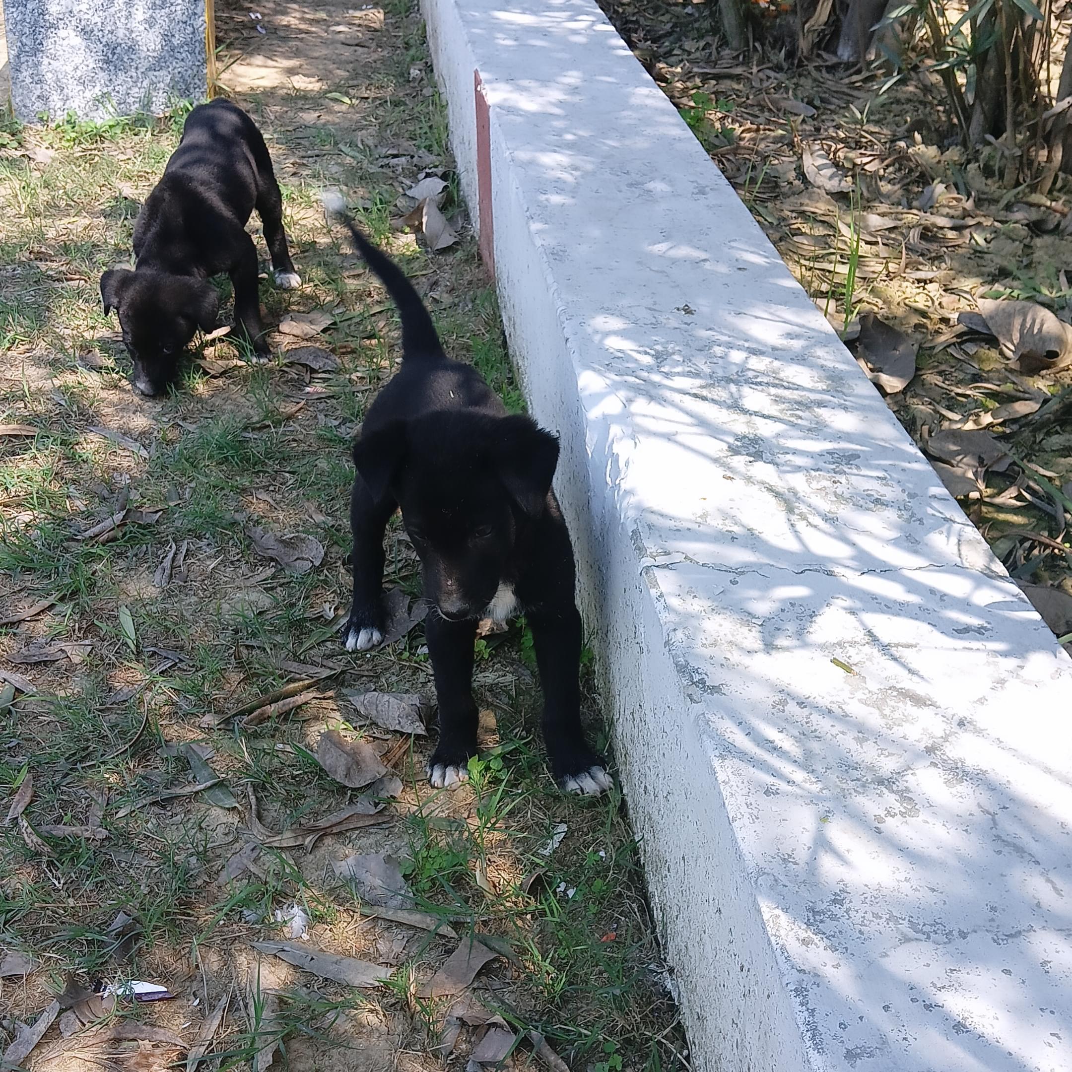 Haridwar University Campus photo (14) by Priya Kumari