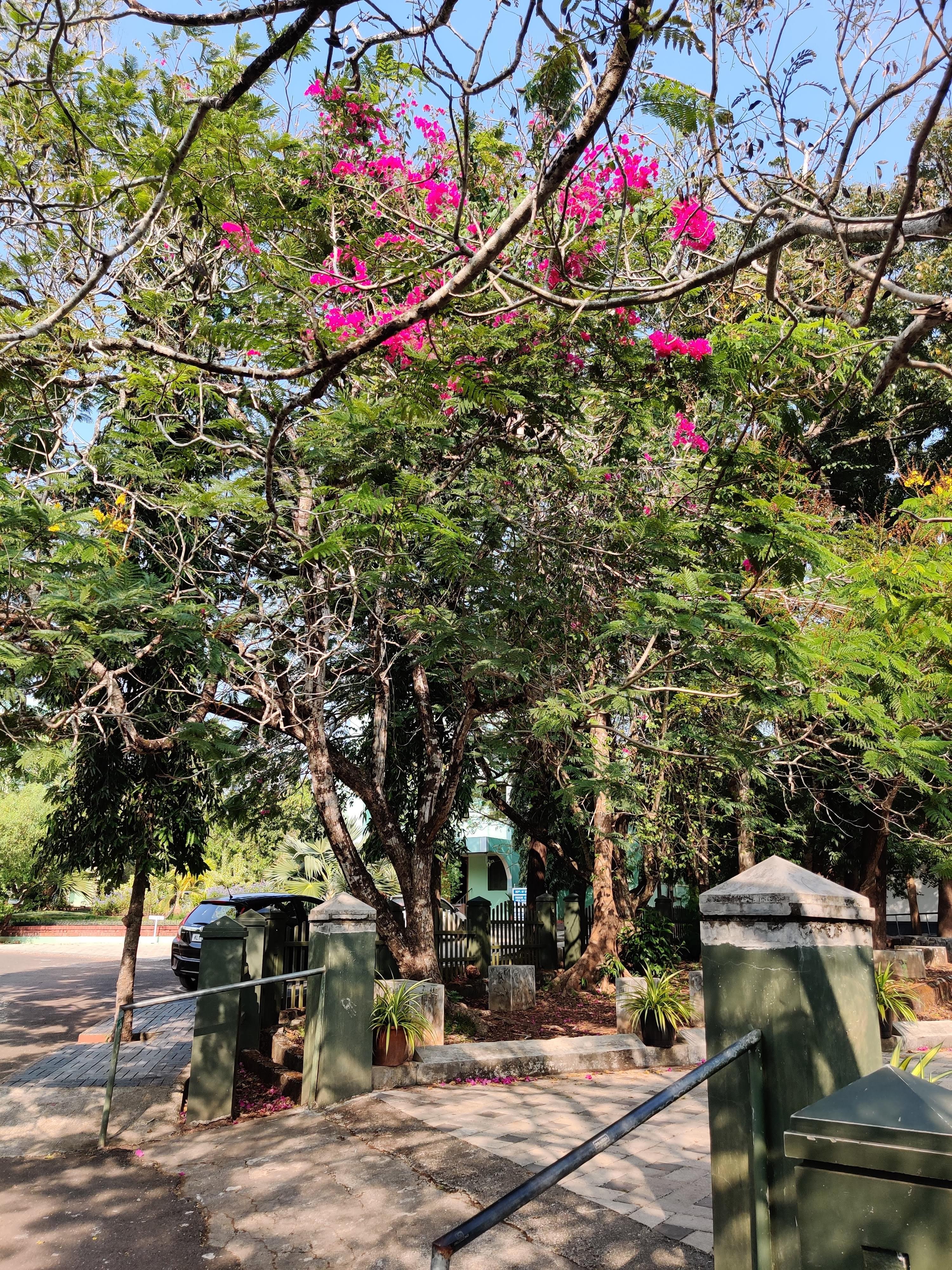 Farook college (Autonomous) Kozhikode Campus photo (7) by Salma Mariam