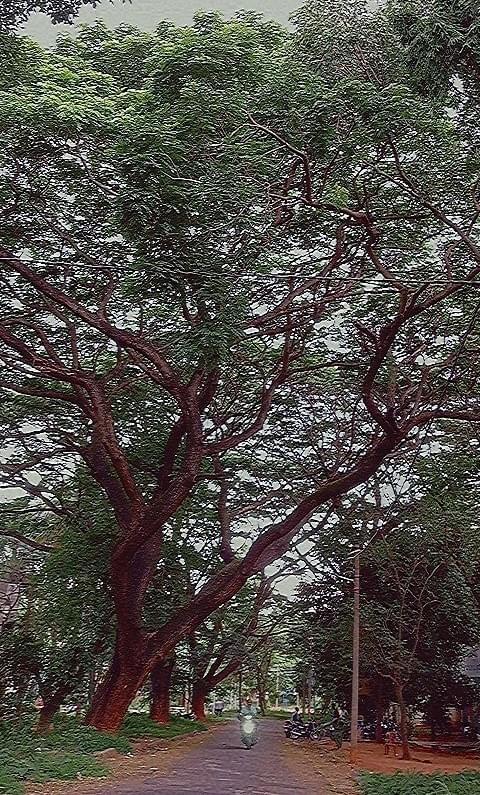 KVAFSU Infrastructure & Academic Building photo (9) by Chesna T