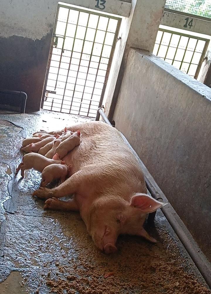 KVAFSU Facilities & Labs photo (1) by Chesna T