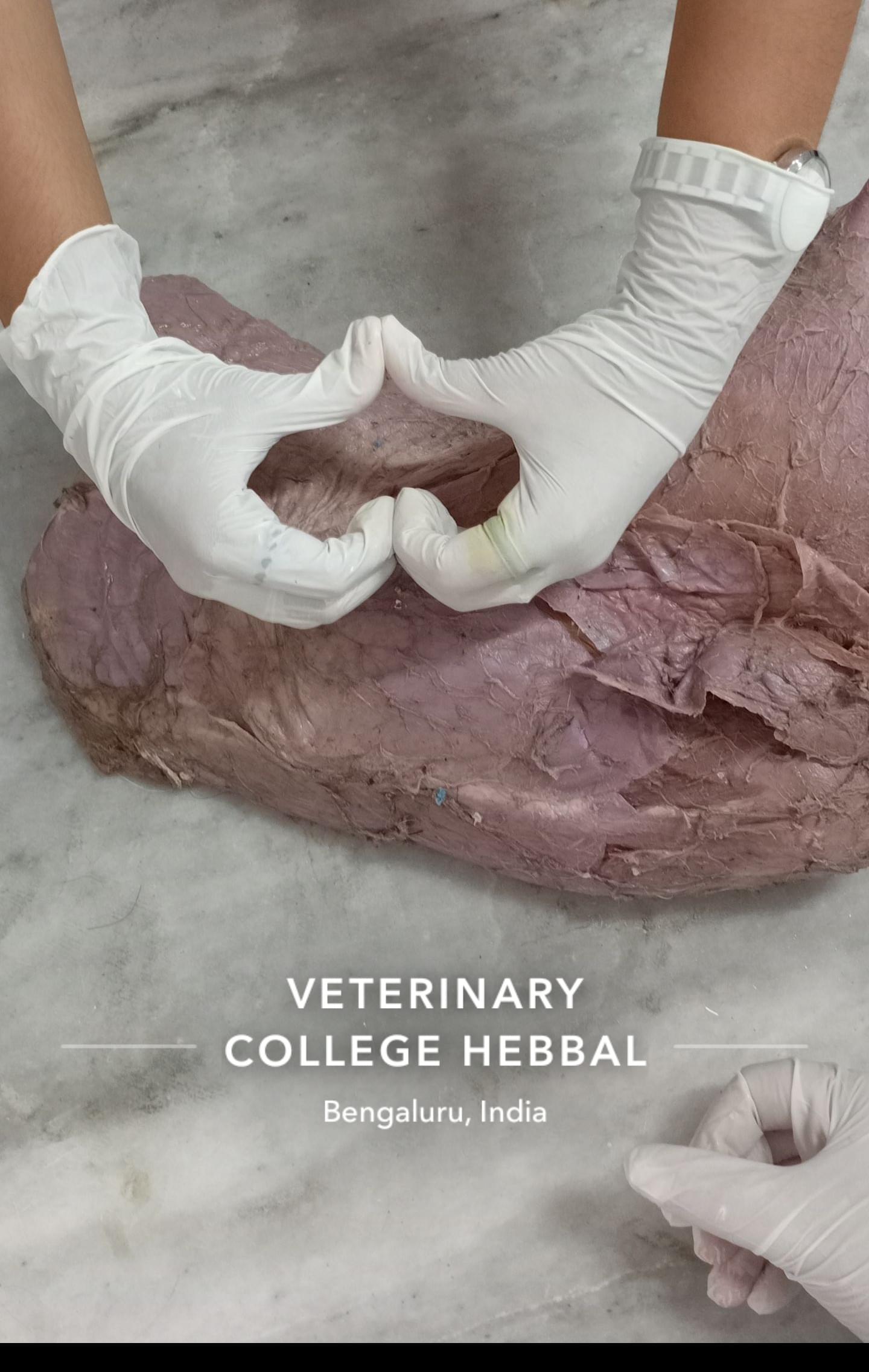 KVAFSU Facilities & Labs photo (2) by Chesna T