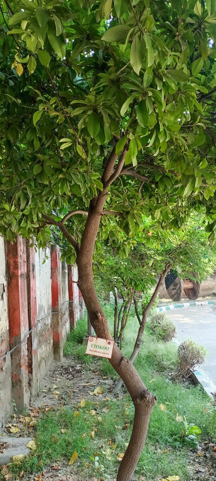 Maharaja Agrasen College Campus photo (16) by KRISHNA AGARWAL