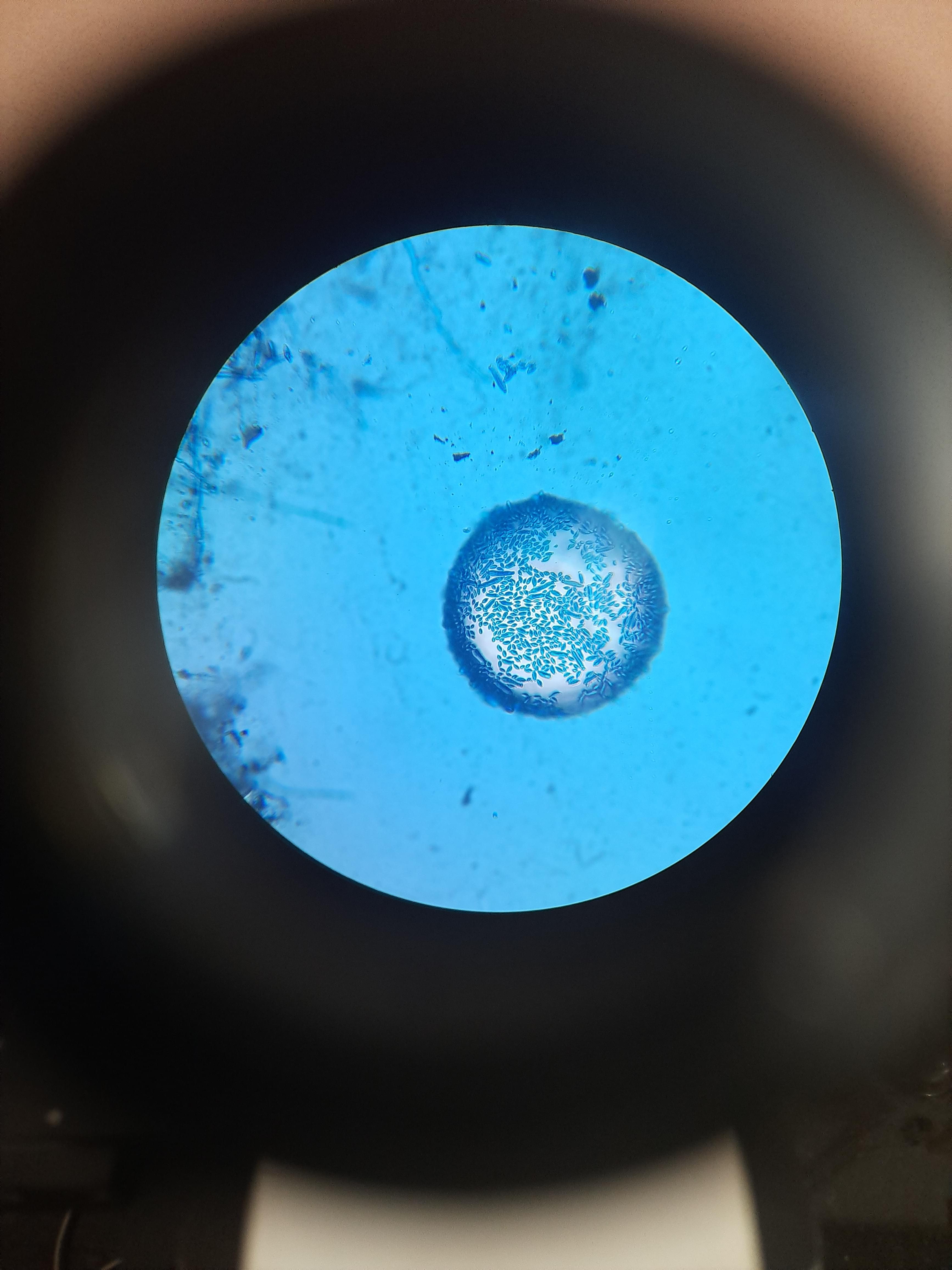 MCC Bangalore Facilities & Labs photo (8) by Soumadri Bhattacharya