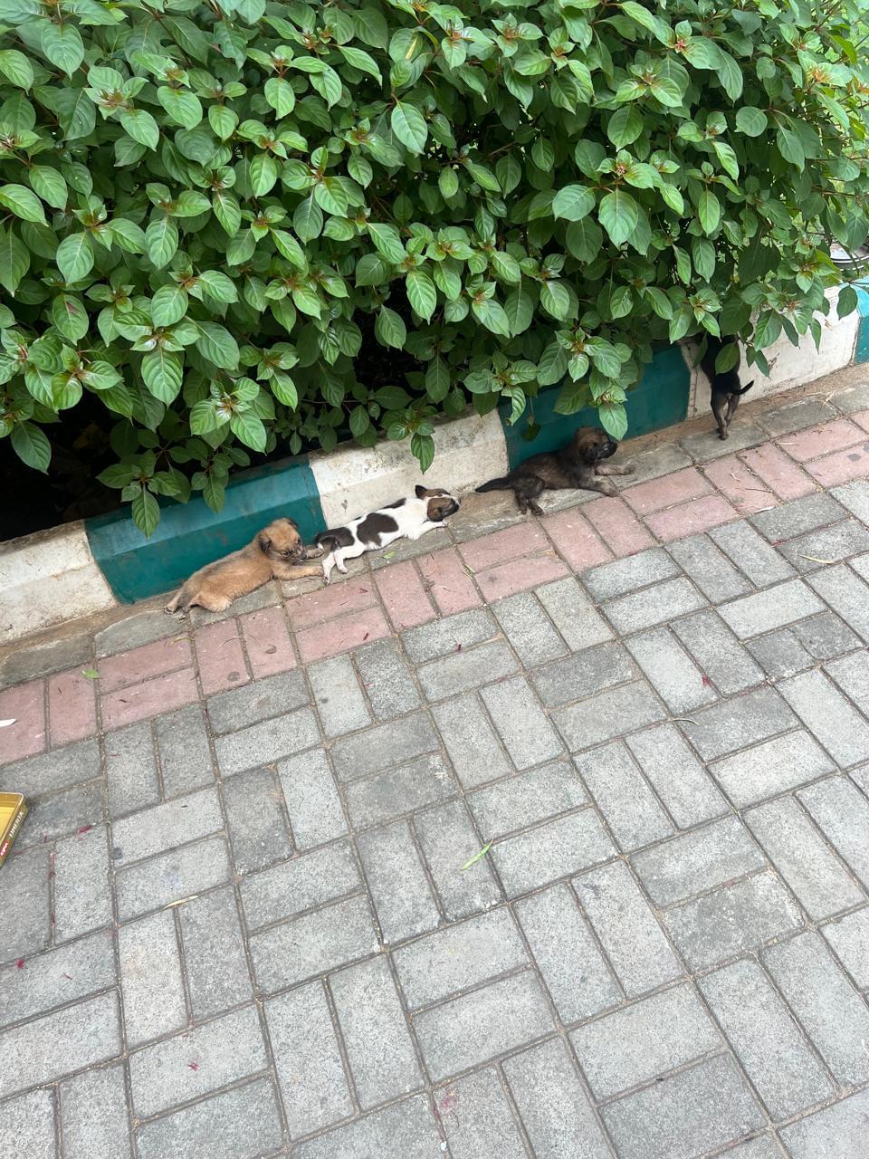 JSS Academy Bangalore Campus photo (7) by Suhas Nanda Kollipara