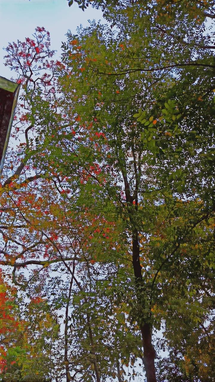 DSPMU Infrastructure & Academic Building photo (13) by Gulab Toppo